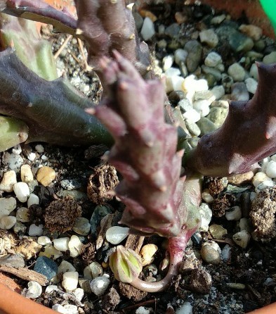 Orbea variegata rugosa.jpeg